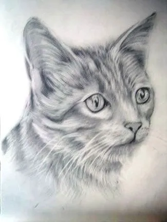 espiritu adolescente.: como dibujar un gato?how to draw a cat?