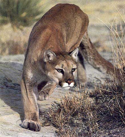 Los gatos domésticos, los linces rojos y los pumas que viven en la ...