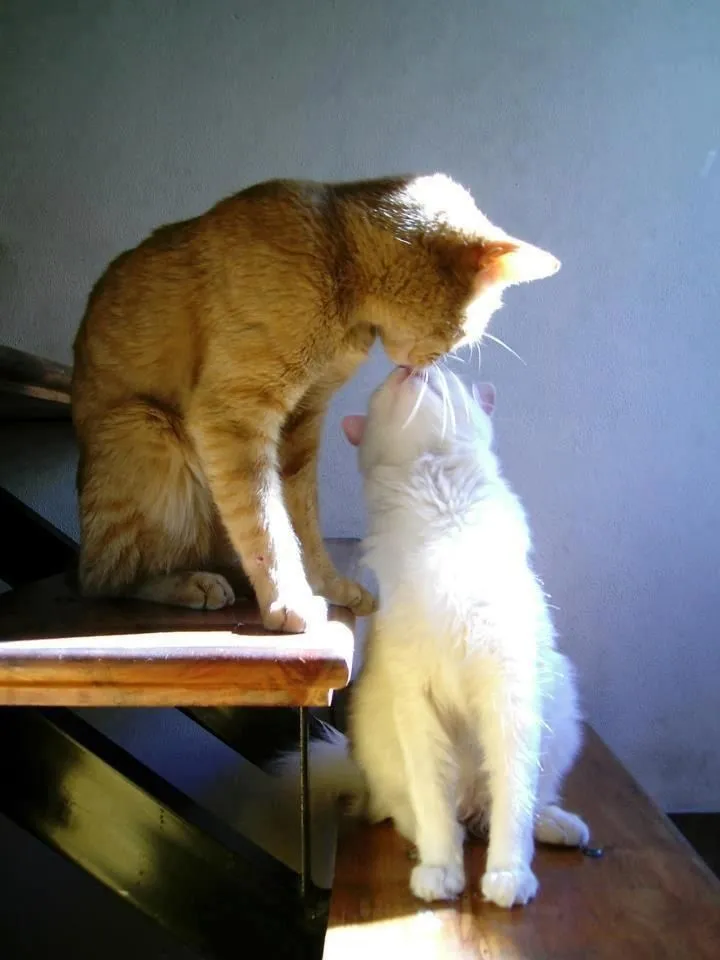 gatos enamorados | Tú eres el Amor | Pinterest