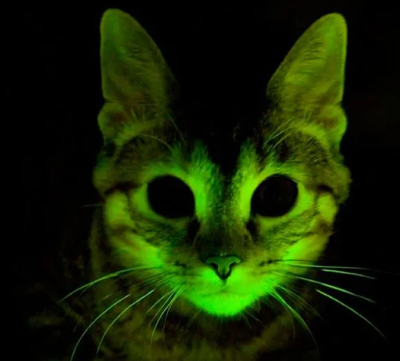 Gatos fosforescentes, nueva herramienta en investigación para el ...