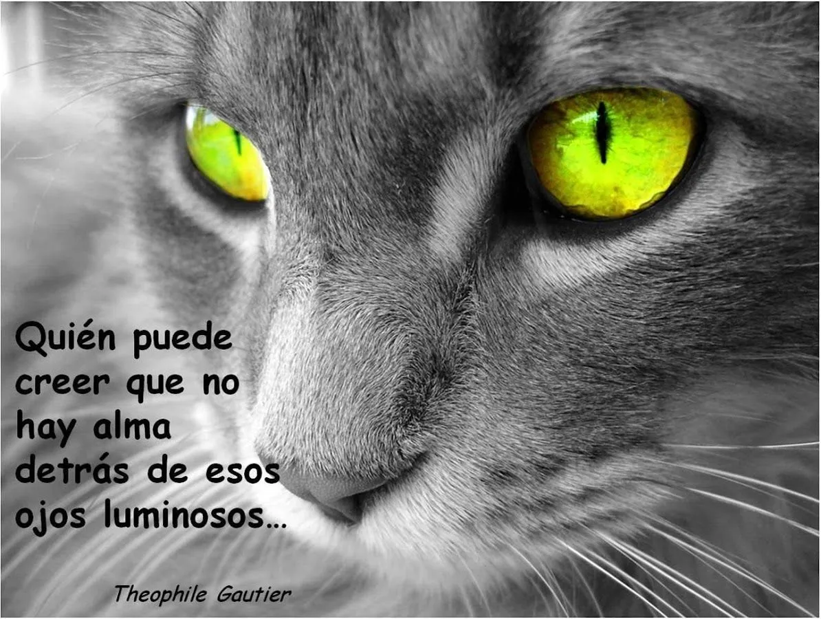 Gatos, frases y fondos. 1.5 APK by AppBBriz Details