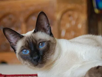 Los gatos: El gato siames