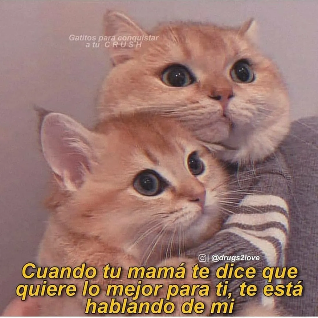 gatos #gatosbonitos #gatitosesponjosos #gatosgraciosos #gatitos # gatitostiernos #gatitosconfrasesdeamor… | Memes divertidos, Frases gatos,  Frases chingonas de amor