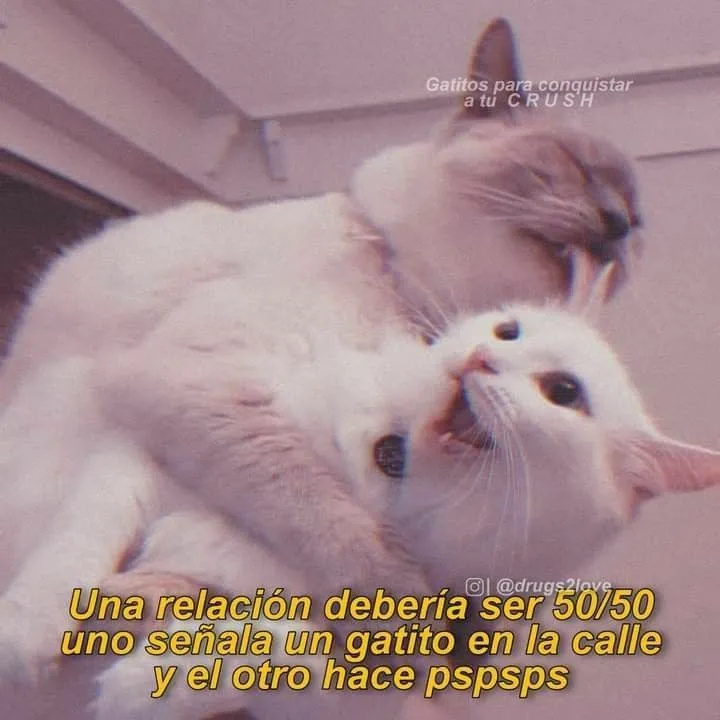 gatos #gatosbonitos #gatitosesponjosos #gatosgraciosos #gatitos # gatitostiernos #gatitosconfrasesdeamor #g… | Memes románticos, Memes  divertidos, Memes sarcásticos