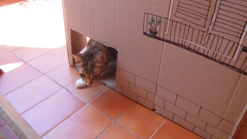 Gatos y Gatunos: Erase una vez una caja de cartón en una casa con ...