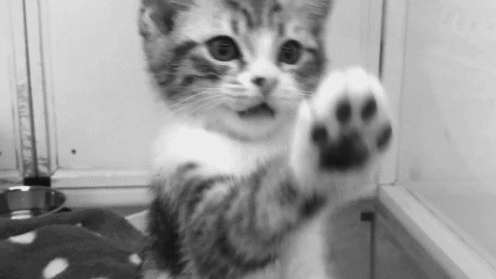 Gifs gatos tumblr - Imagui