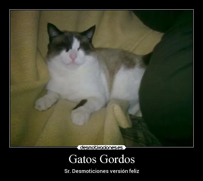 Gatos Gordos | Desmotivaciones