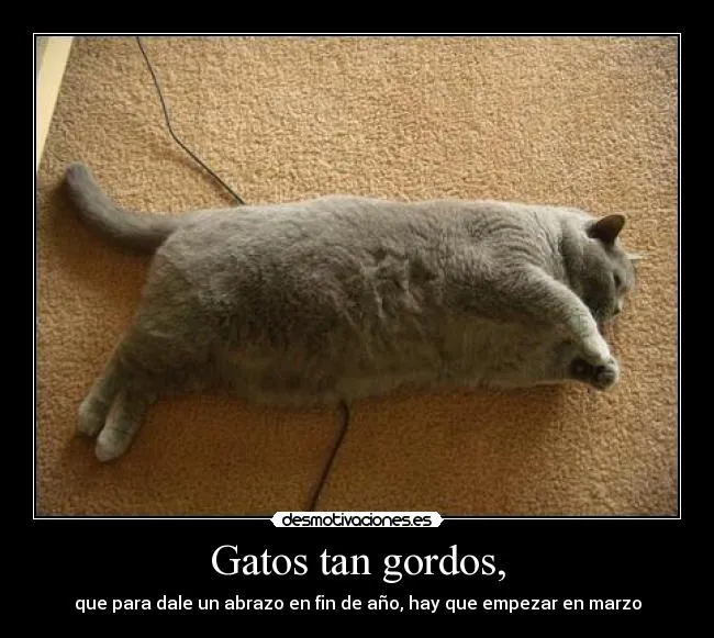 Gatos tan gordos, | Desmotivaciones