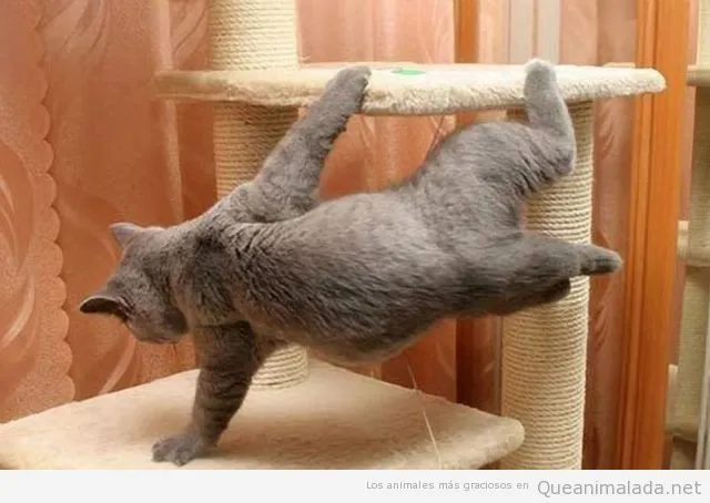 Gatos Graciosos | ¡Qué animalada! | Las fotos, los vídeos y los ...