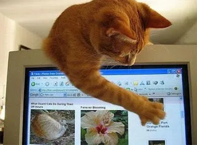 Gatos Sin Guantes *: El gato y la computadora