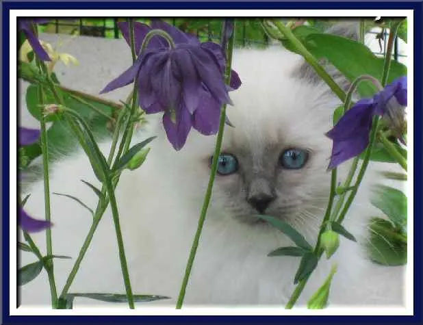 Gatos Sin Guantes *: Gato con flores