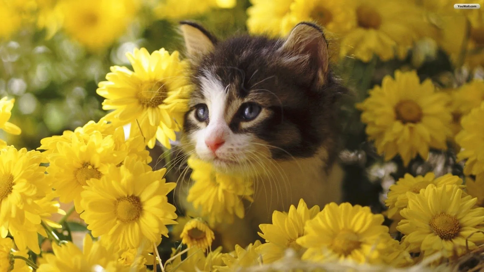 Gatos Sin Guantes *: Los gatos, vienen con flores