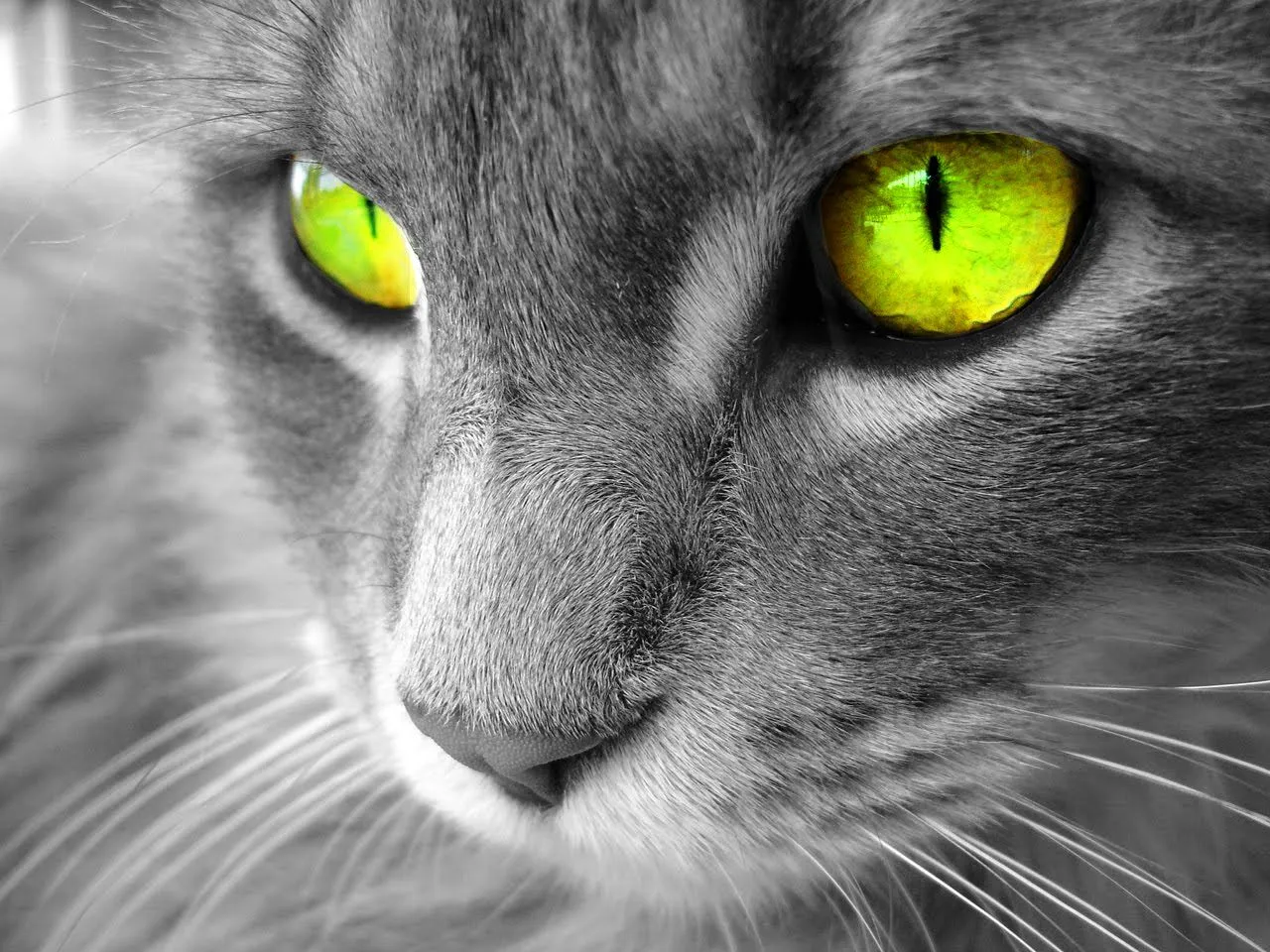 Gatos Hd Wallpapers | DIARIOHD