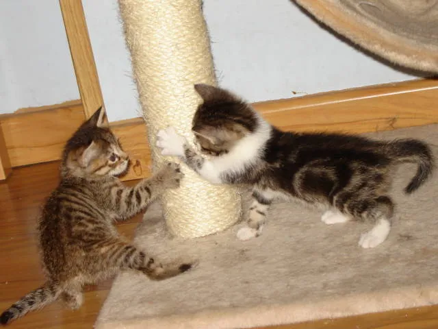 Para que dos gatos se lleven bien. Pautas de presentación de gatos.