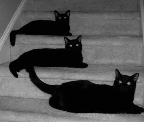 Gatos negros on Pinterest | Black Cats, Kitty and Cat
