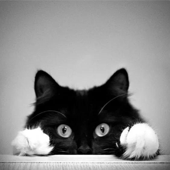 Gatos negros | rambiitos | Pinterest