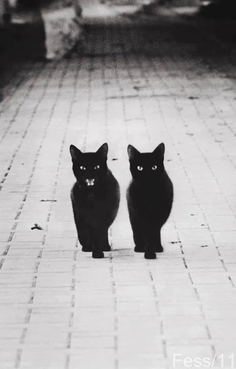 gatos negros | Tumblr