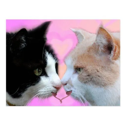 Gatos pareja de enamorados tarjeta postal | Zazzle