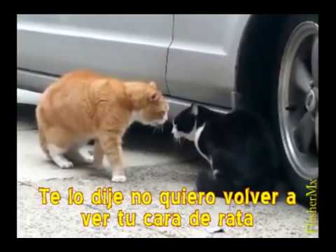 gatos peleando traduccion 2 - YouTube