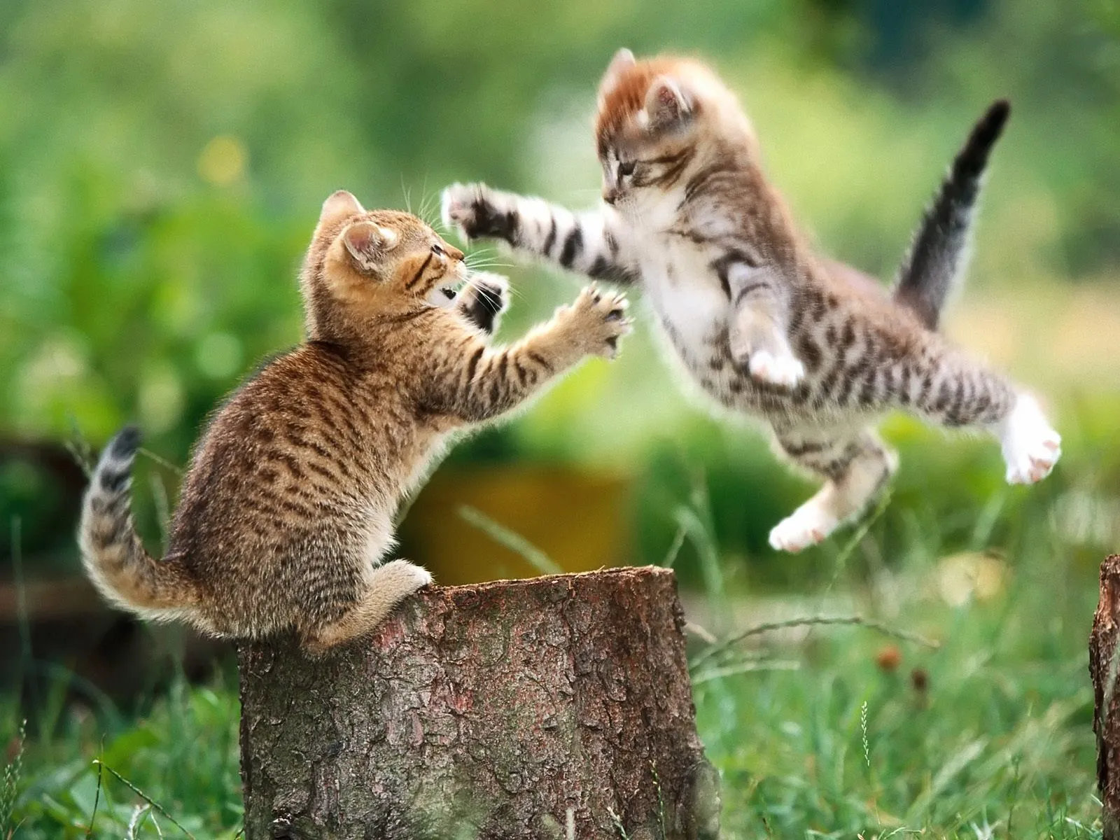 Gatos Peleando « Wallpapers Life