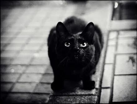 gatos pequeños | Tumblr