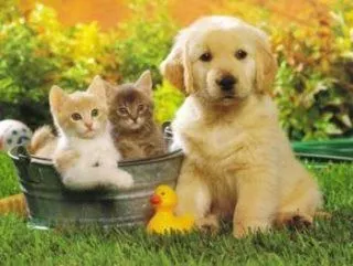 GATOS Y PERROS: bebes