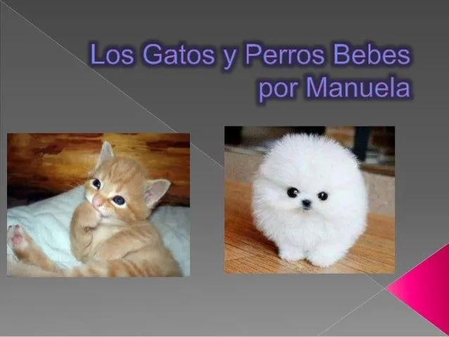 Los gatos y perros bebes por manuela