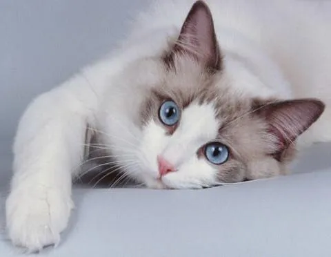 Los Gatos Y Perros Mas Hermosos del mundo y mas.. - Taringa!