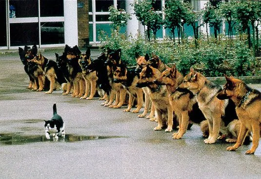 Pelea De Gatos . Perros (gatos tbm) algunas fotos graciosas.