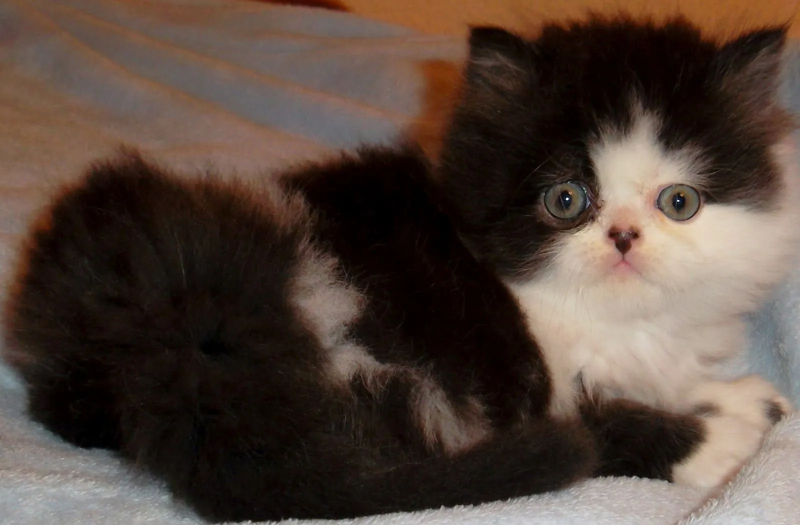 Gatos Persas Galindo: GATITO MACHO BICOLOR NEGRO Y BLANCO