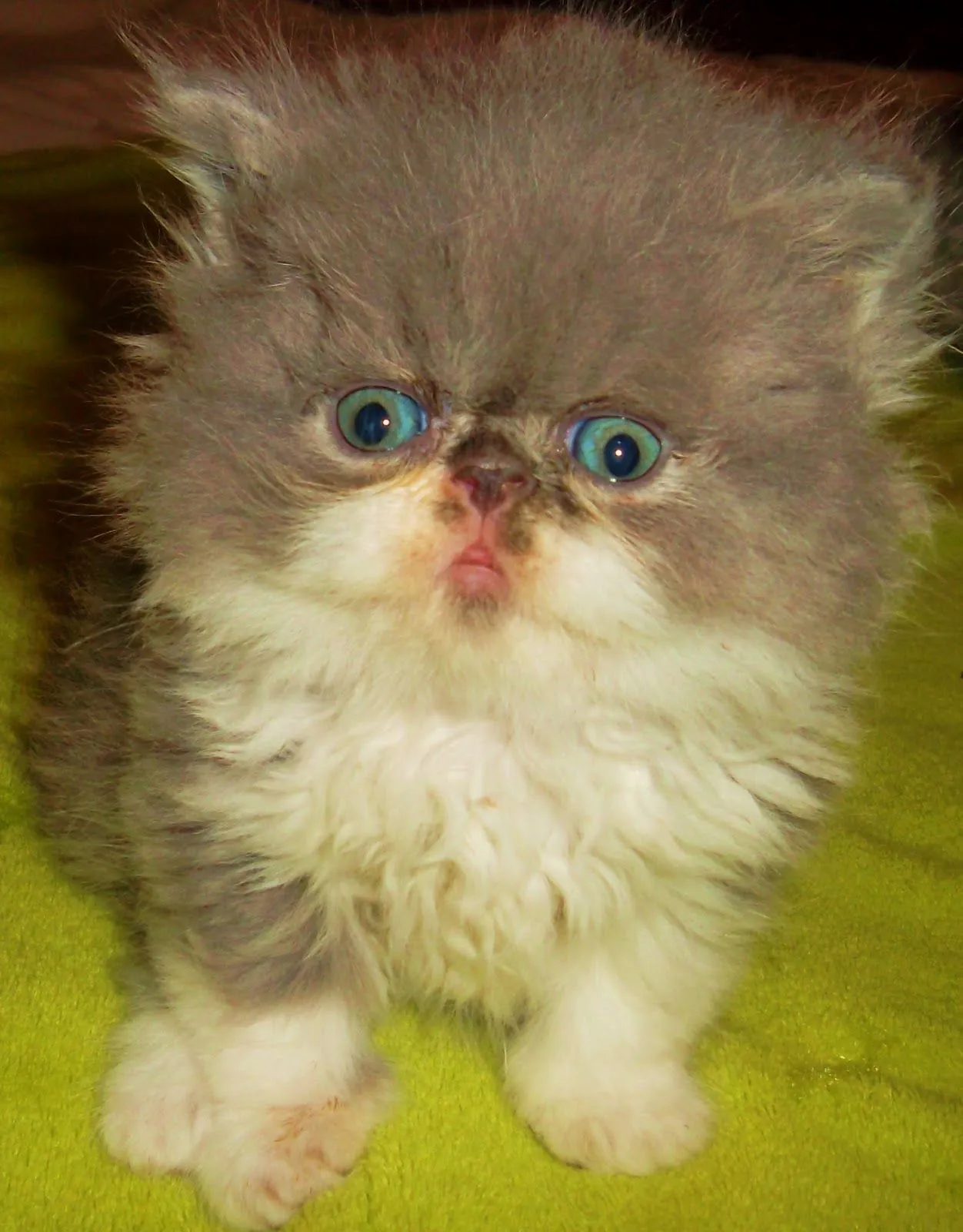 Gatos Persas Galindo: GATITO PERSA BICOLOR AZUL Y BLANCO.