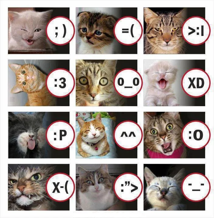 Gatos "Emoticons" y sus curiosas caritas | DRALIVE!