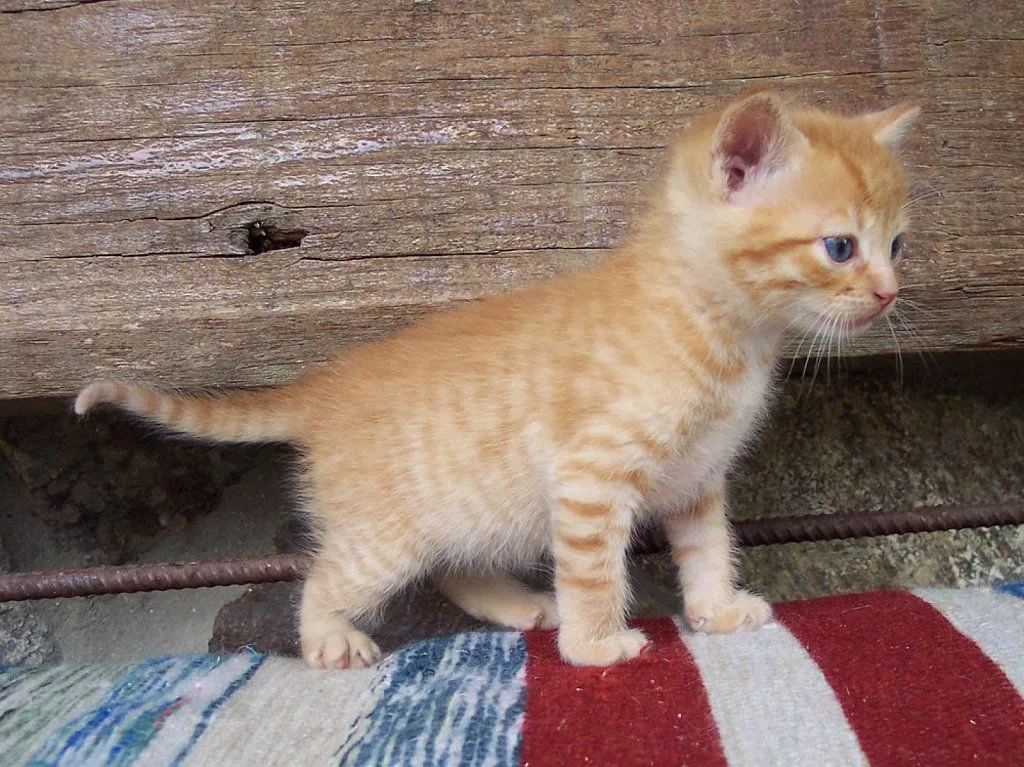 gatos y recien nacidos | Cuidar de tu gato es facilisimo.