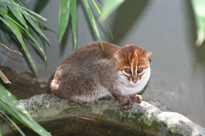 Gatos Salvajes | Mundo Mascota