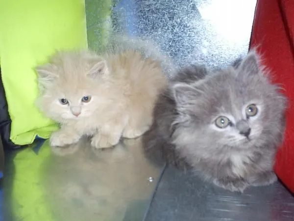 Gatos siames angora - Imagui