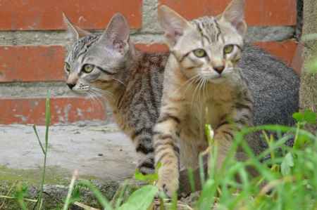 Tres gatos silvestres