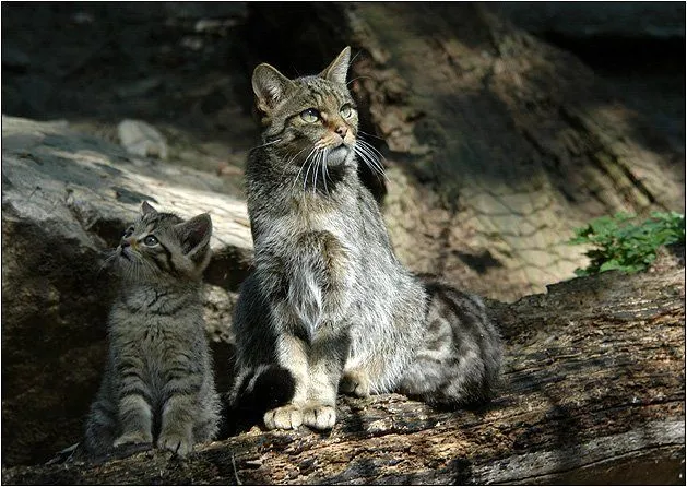 Gatos silvestres. MundoGatos.