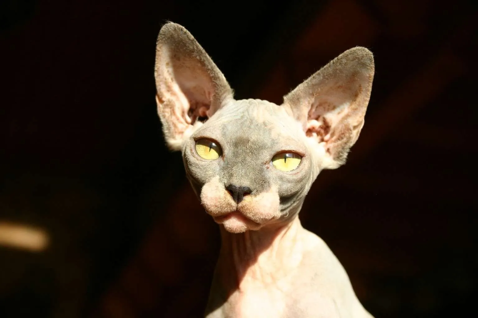 Gatos Sphynx. MundoGatos.