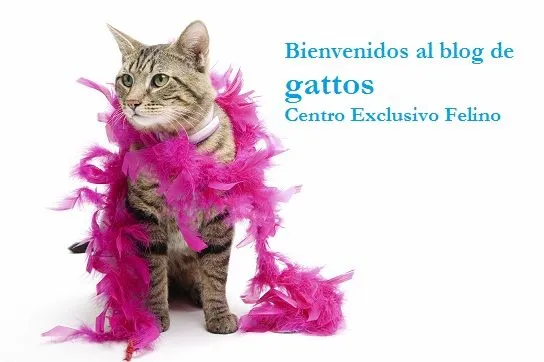 gattosblog: LILIACEAS, FLORES MORTALES PARA LOS GATOS