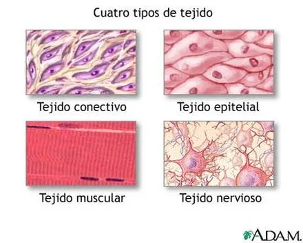 Desde las gavetas de mi escritorio: Características generales de ...