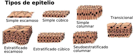 Desde las gavetas de mi escritorio: Características generales de ...