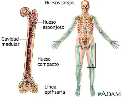 Desde las gavetas de mi escritorio: Clasificación de los huesos ...