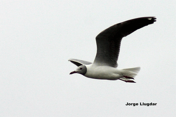 Gaviota Capucho Gris – (Larus Cirrocephalus) Dique Frontal | JORGE ...