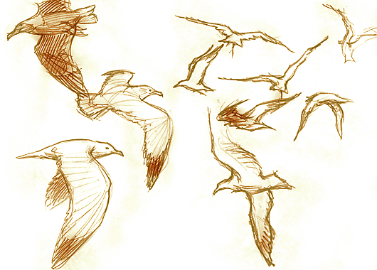 Gaviota dibujo - Imagui