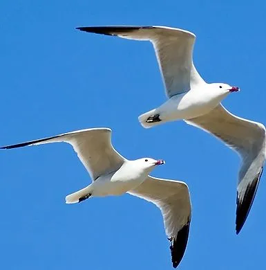 Gaviotas dibujo - Imagui