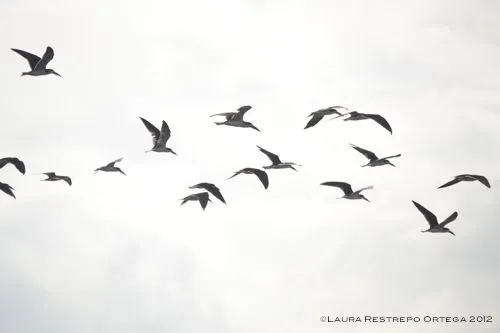 gaviotas volando | Restrepo Ortega Documentalist