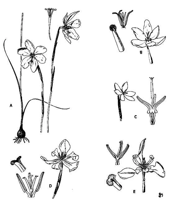 Gayana. Botánica - TRES NUEVAS MONOCOTILEDONEAS DESCUBIERTAS EN ...