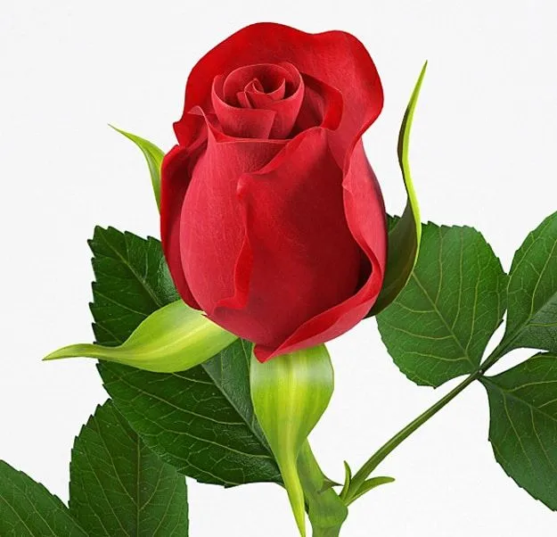 Geek Love: 3D Printed Red Rose For Your High Tech Romance