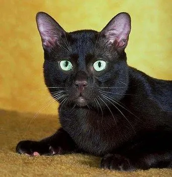 Generación 1995 María Luz: UN GATO NEGRO ATRAE A EL DIABLO