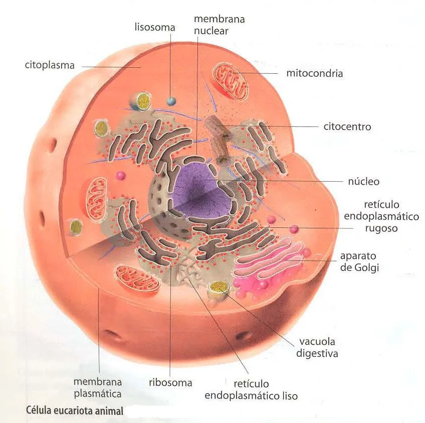 Generalidades de la celula: Generalidades de la celula